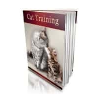Cat Training!