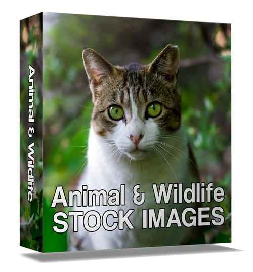 Animal and Wildlife Stock Images