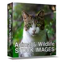 Animal and Wildlife Stock Images 1