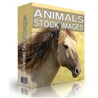Animal Stock Images 1