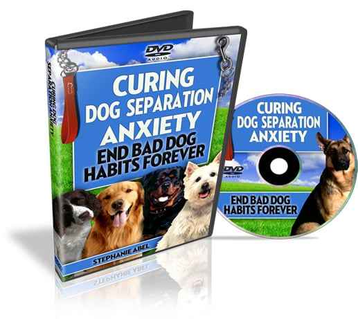 Curing Dog Separation Blog