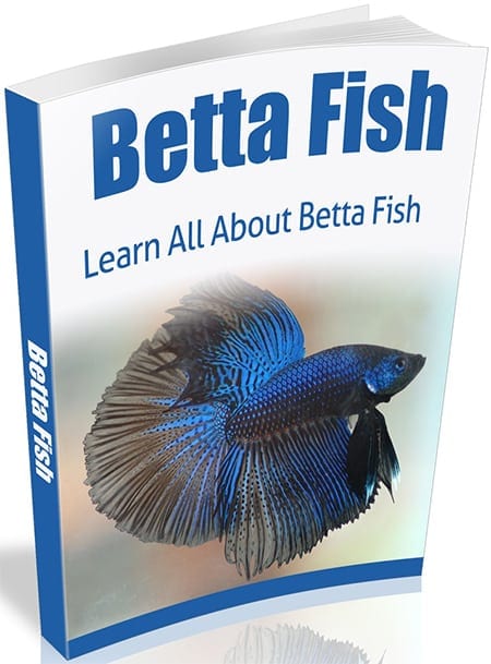 Betta Fish eBook,Betta Fish plr
