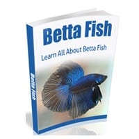 bettafish2001