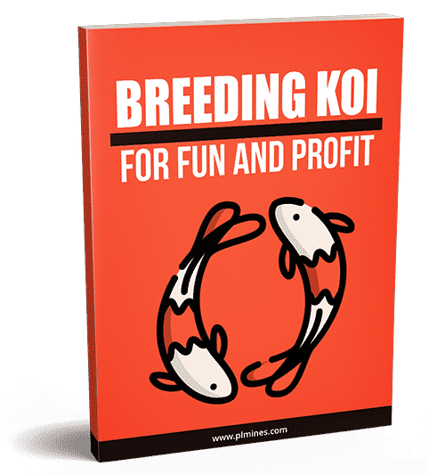 Breeding Koi For Fun And Profit