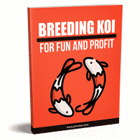 Breeding Koi For Fun And Profit