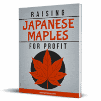 Japanese Maples For Profit