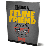 Finding A Feline Friend