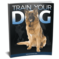 Dog Training Tips