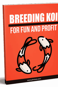 Breeding Koi for Fun and Profit