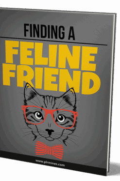 Finding a Feline Friend